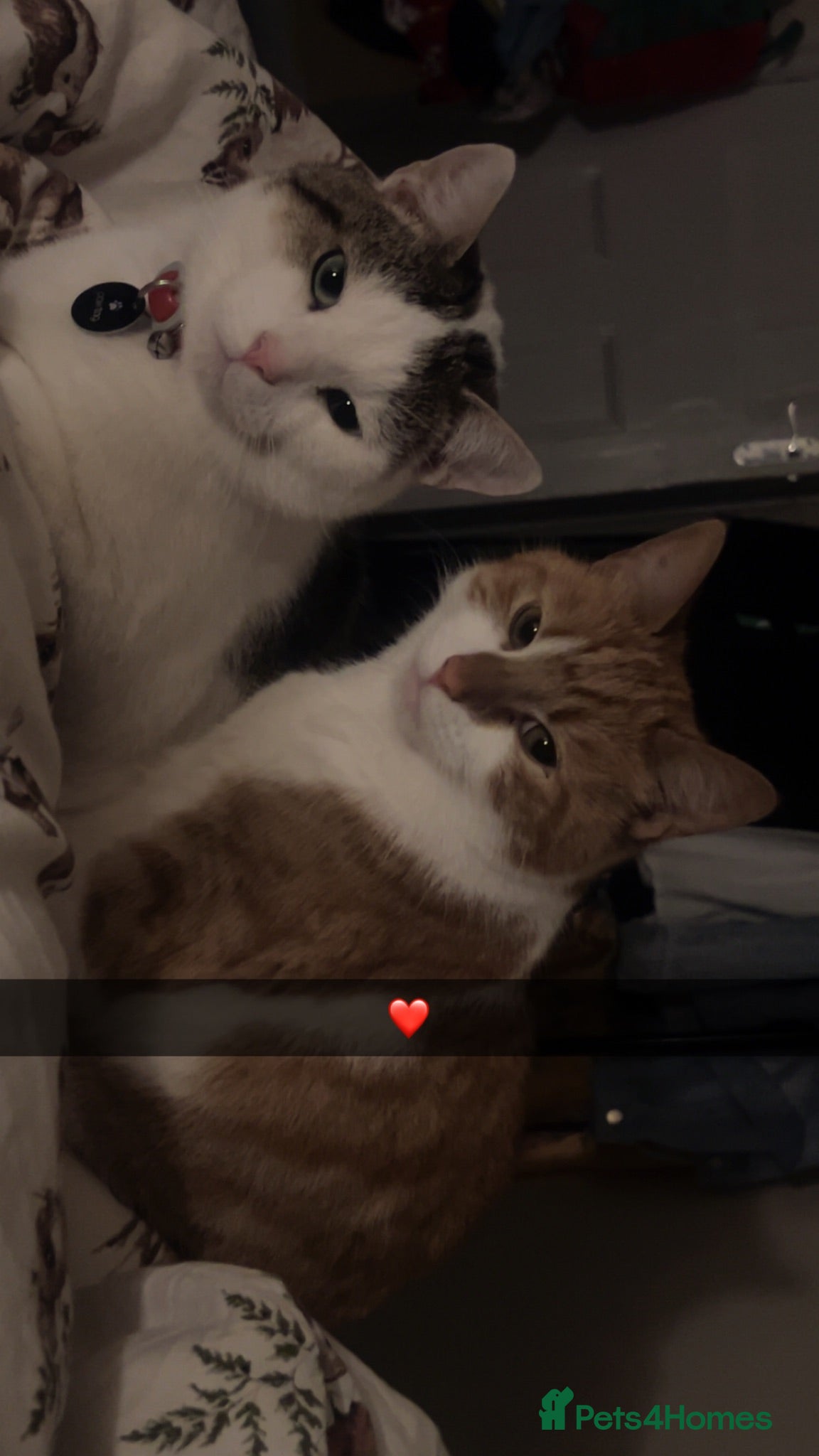 Mixed Breed cats Two male cats needing a forever home - Advert 1