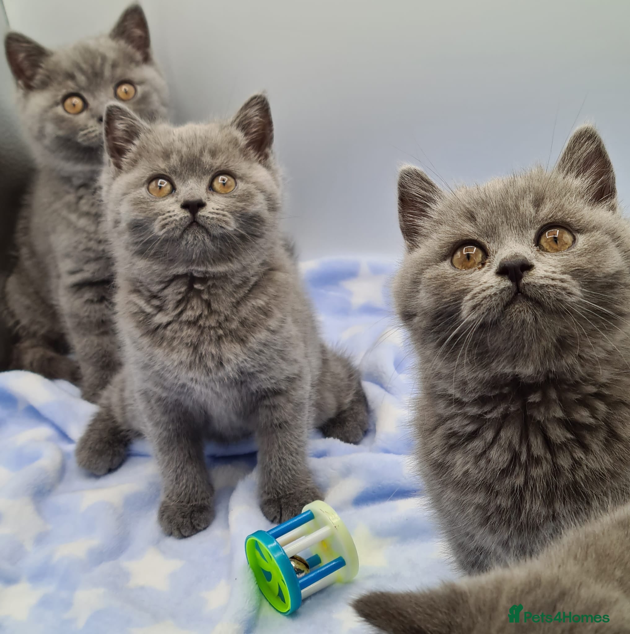 British Shorthair cats British Shorthair Kittens - Advert 15