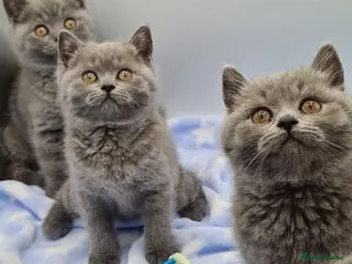 British Shorthair cats British Shorthair Kittens - Advert 15