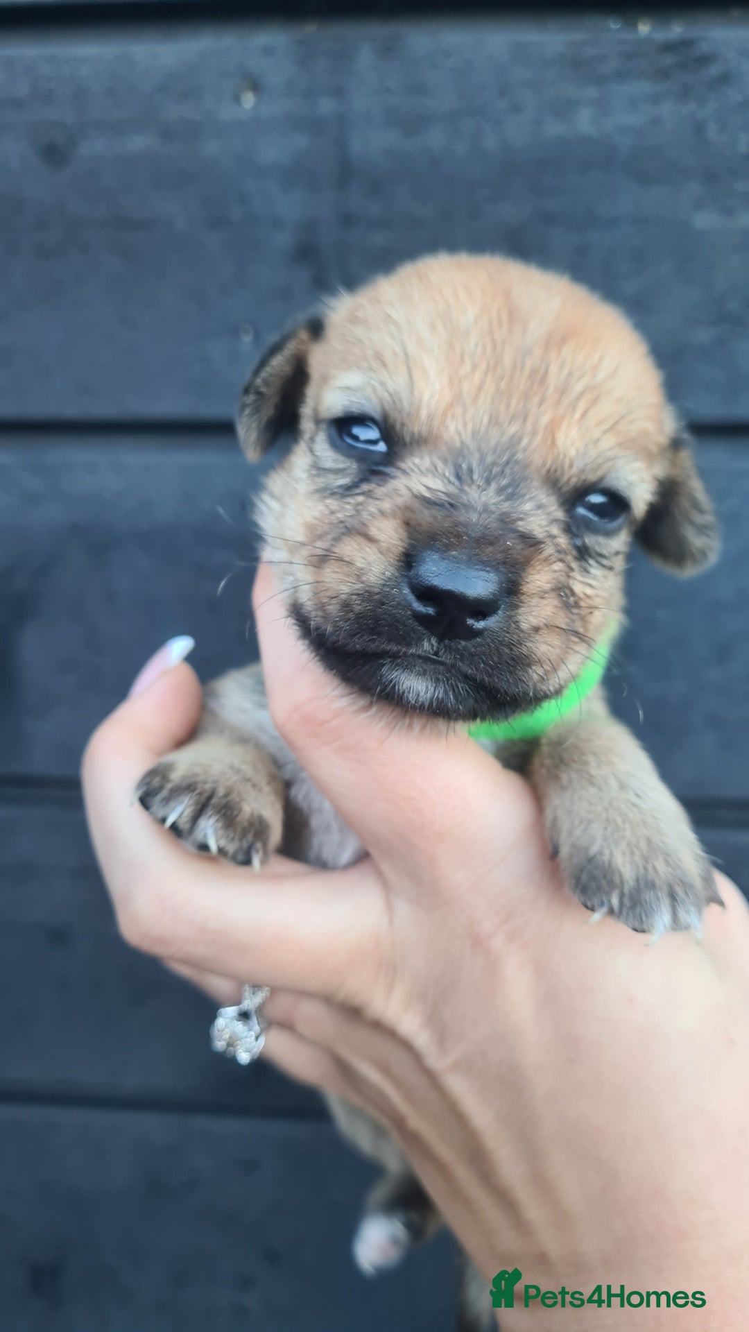 Mixed Breed dogs for sale: Patterjack x daxies pups available  - Advert 2