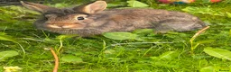 Mixed Breed rabbits for sale: Adorable Pair of Bunnies For sale 🤩 in Widnes - Advert 3
