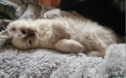 Ragdoll cats for sale: Stunning 3/4 Ragdoll kittens - Advert 10