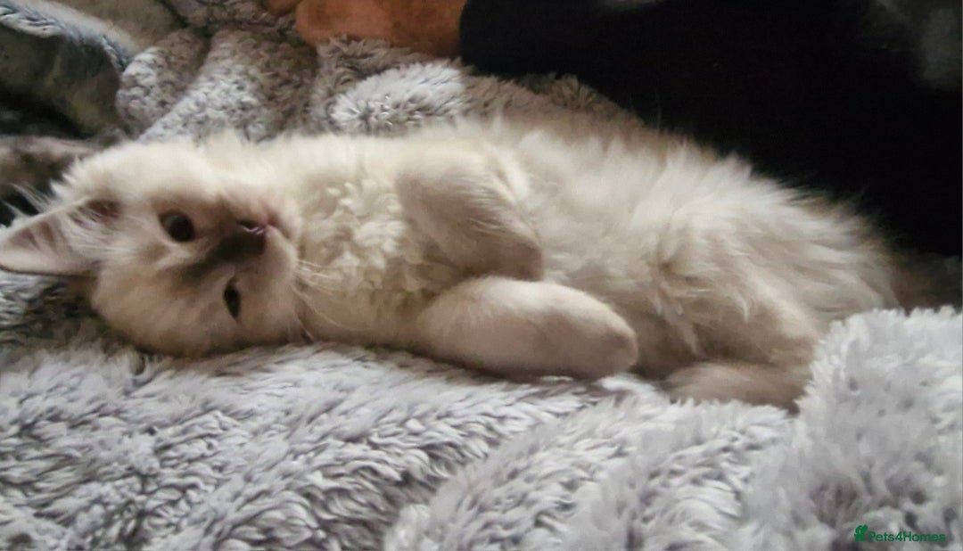 Ragdoll cats for sale: Stunning 3/4 Ragdoll kittens - Advert 10
