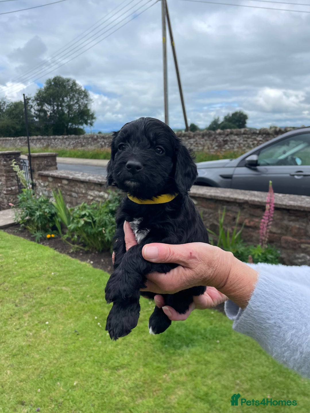 Cockapoo dogs for sale: Miniature Cockapoos  - Image 26