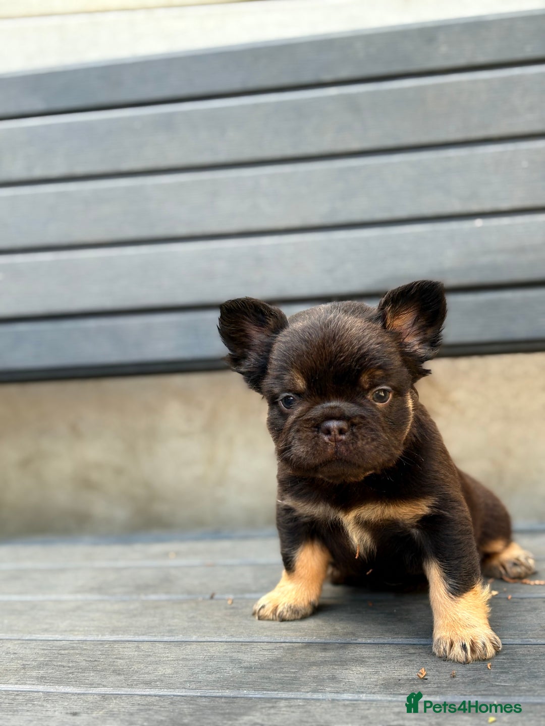 French Bulldog dogs for sale: Beautiful fluffy French bulldog girls pending pink - Image 11