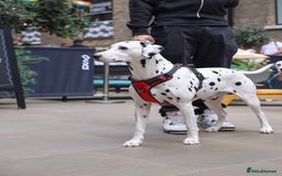 Dalmatian dogs for stud: PROVEN Black spot KC registered Dalmatian for STUD in Romford - Image 5