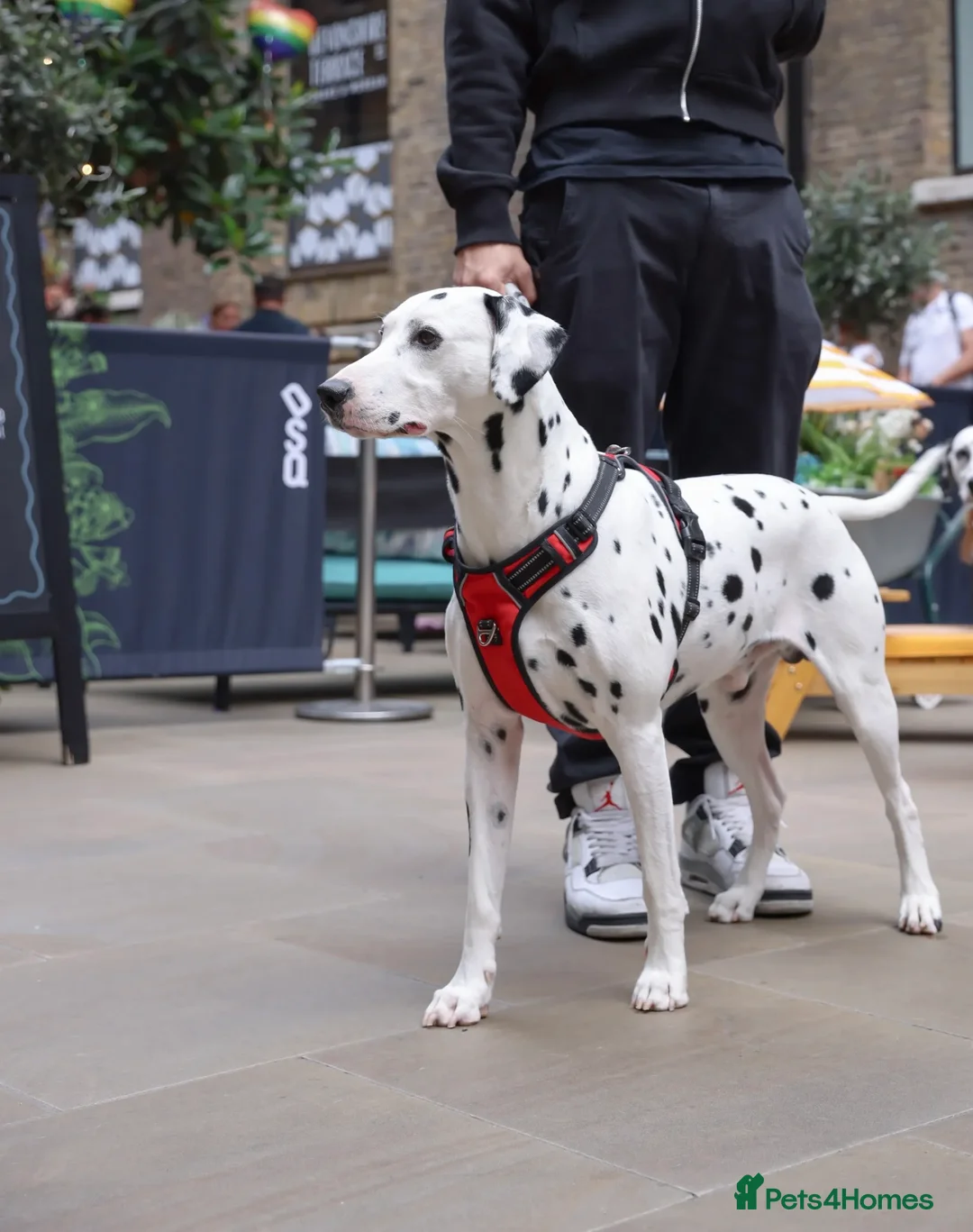 Dalmatian dogs for stud: PROVEN Black spot KC registered Dalmatian for STUD in Romford - Advert 5