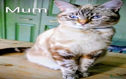 Bengal cats for sale: Beautiful Bengal x Mainecoon moggies - Image 23