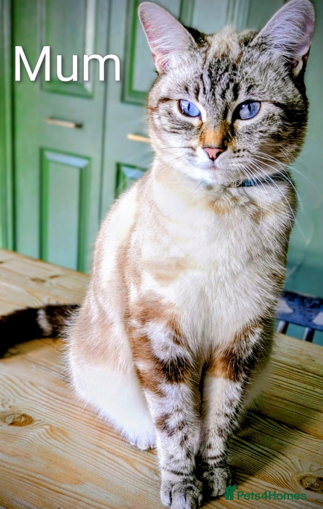 Bengal cats for sale: Beautiful Bengal x Mainecoon moggies - Image 23