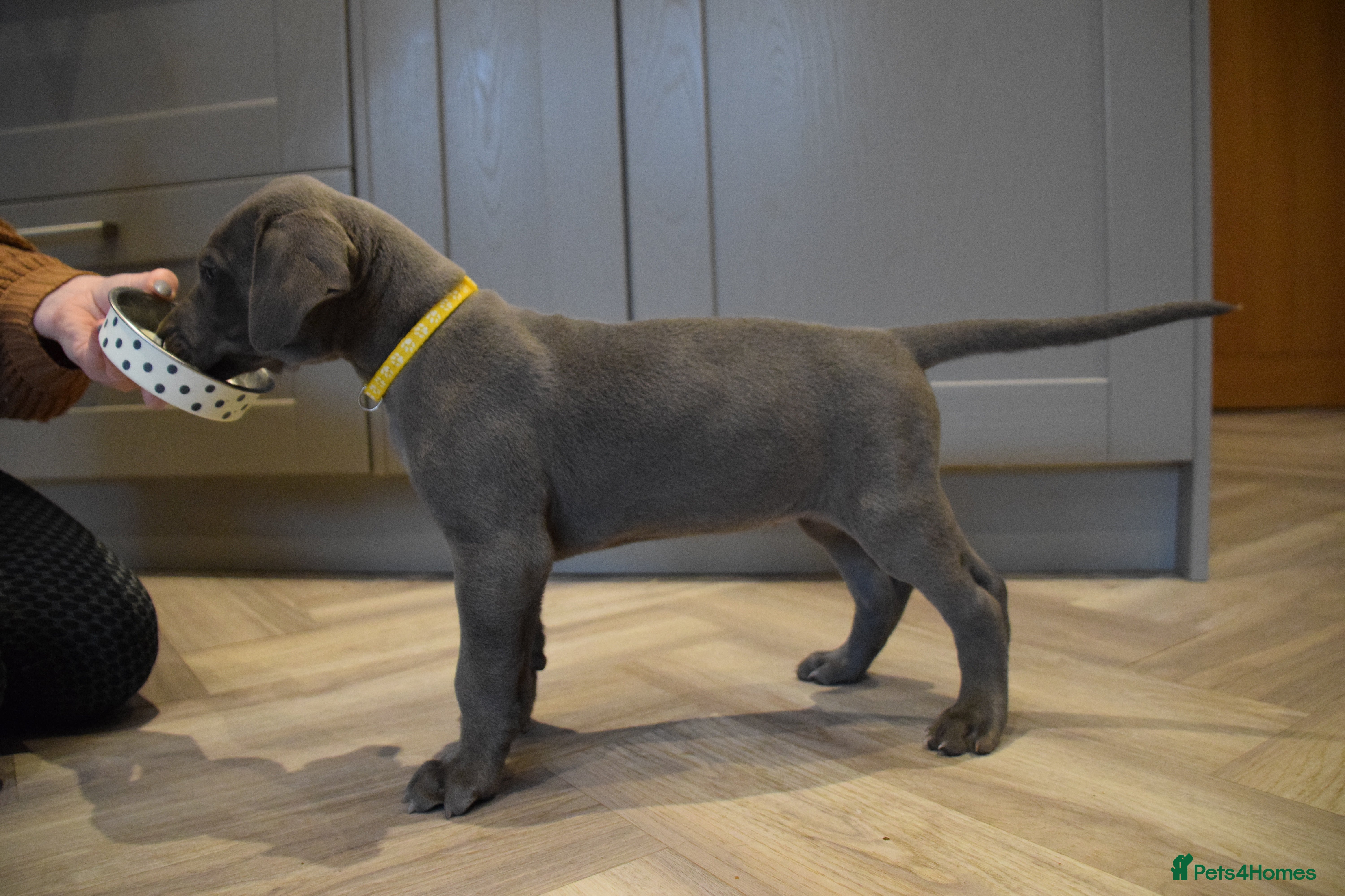 Great Dane dogs Solid Blue Great Dane Pups 3 left  - Advert 4