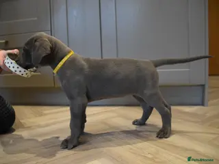 Great Dane dogs Solid Blue Great Dane Pups 3 left - Advert 4