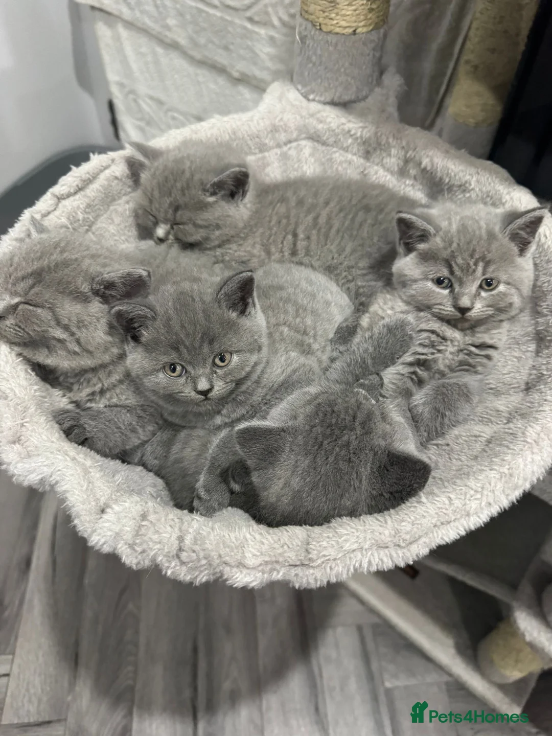 British Shorthair cats for sale: British short hair - Advert 1
