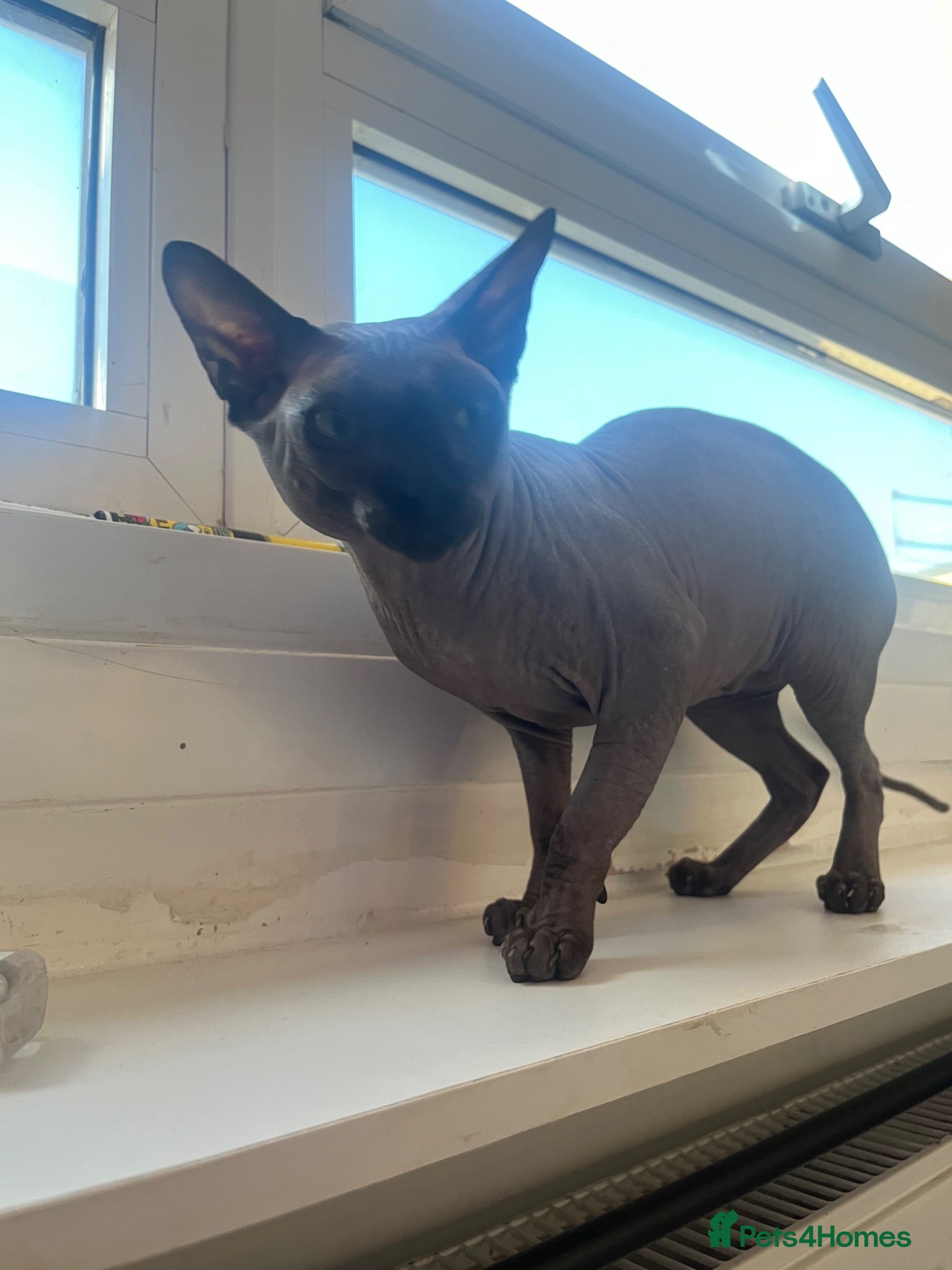 Sphynx cats Rehoming my boy Slinky - Advert 16