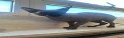 Sphynx cats for sale: Rehoming my boy Slinky - Advert 1