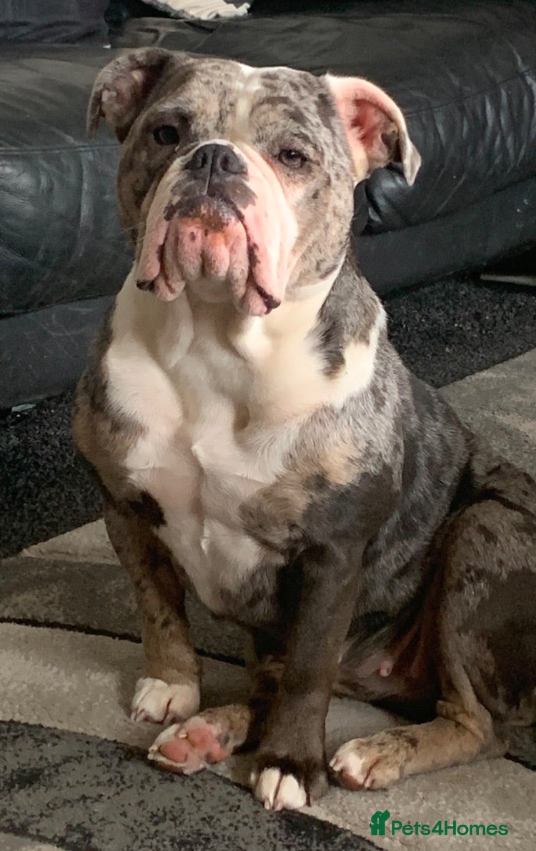 Dorset Olde Tyme Bulldogge dogs Olde tyme bull dog pups - Advert 1
