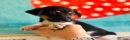 Jack Russell dogs for sale: A good Old Fashioned JR ❤️ - Advert 13