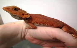 Bearded Dragon reptiles for sale: Red Hypo Trans Bearded Dragon  - Image 4