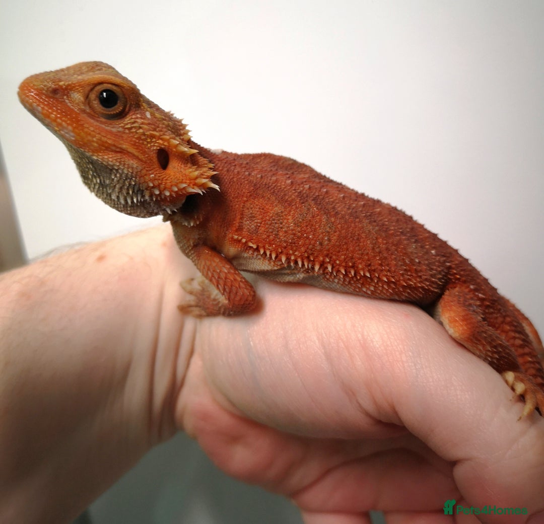 Bearded Dragon reptiles for sale: Red Hypo Trans Bearded Dragon  - Image 4