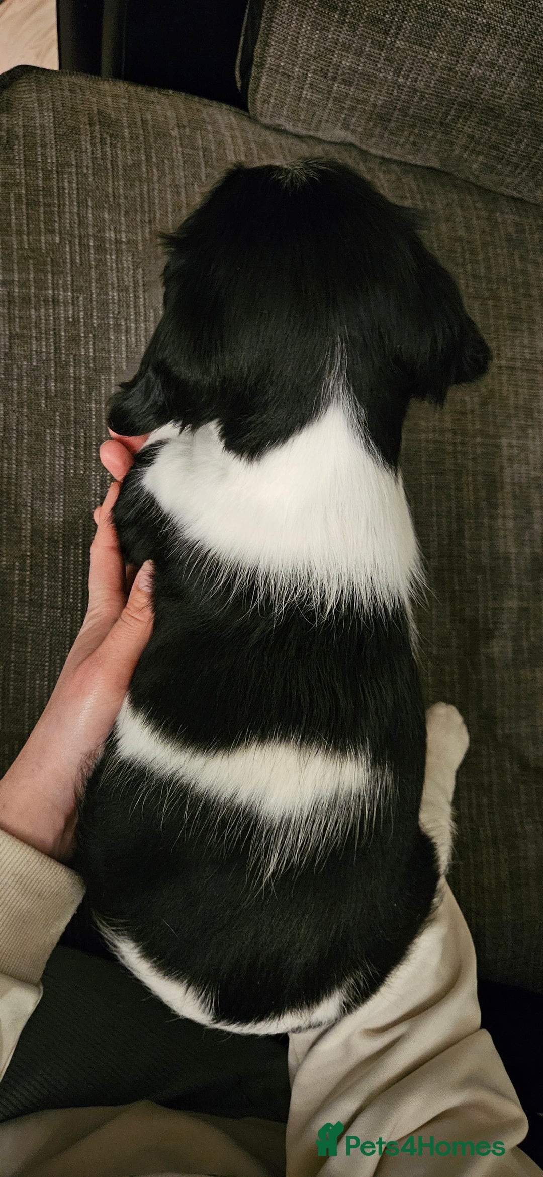 English Springer Spaniel dogs for sale: ✨ KC Registered Springer Spaniel Puppies ✨ - Advert 36