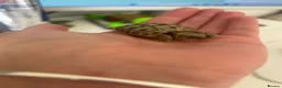 Tortoise reptiles for sale: Baby horsefield - Advert 3