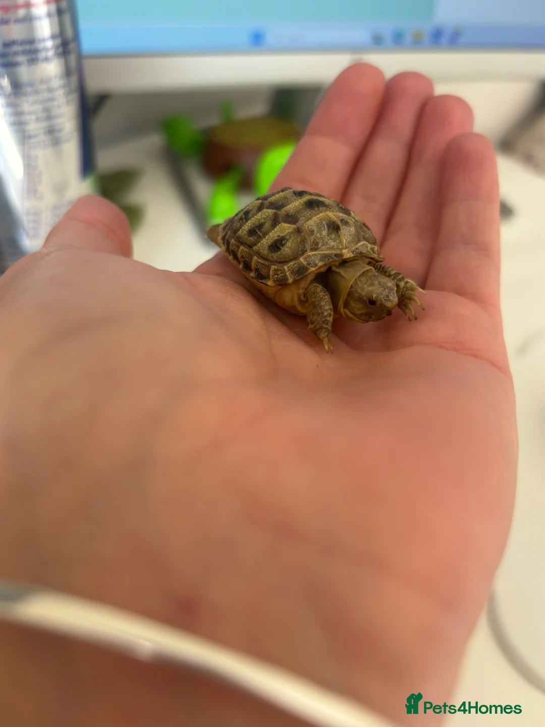 Tortoise reptiles for sale: Baby horsefield - Advert 3