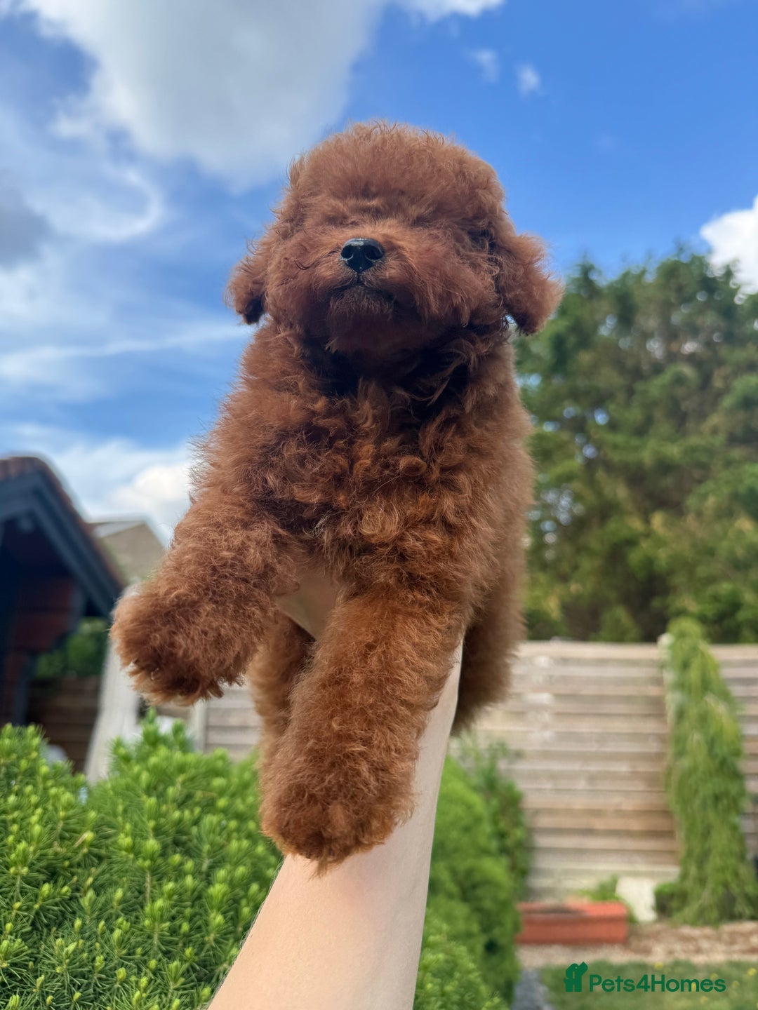 Toy Poodle dogs for sale: Asian Poodle Girl  in London - Image 8