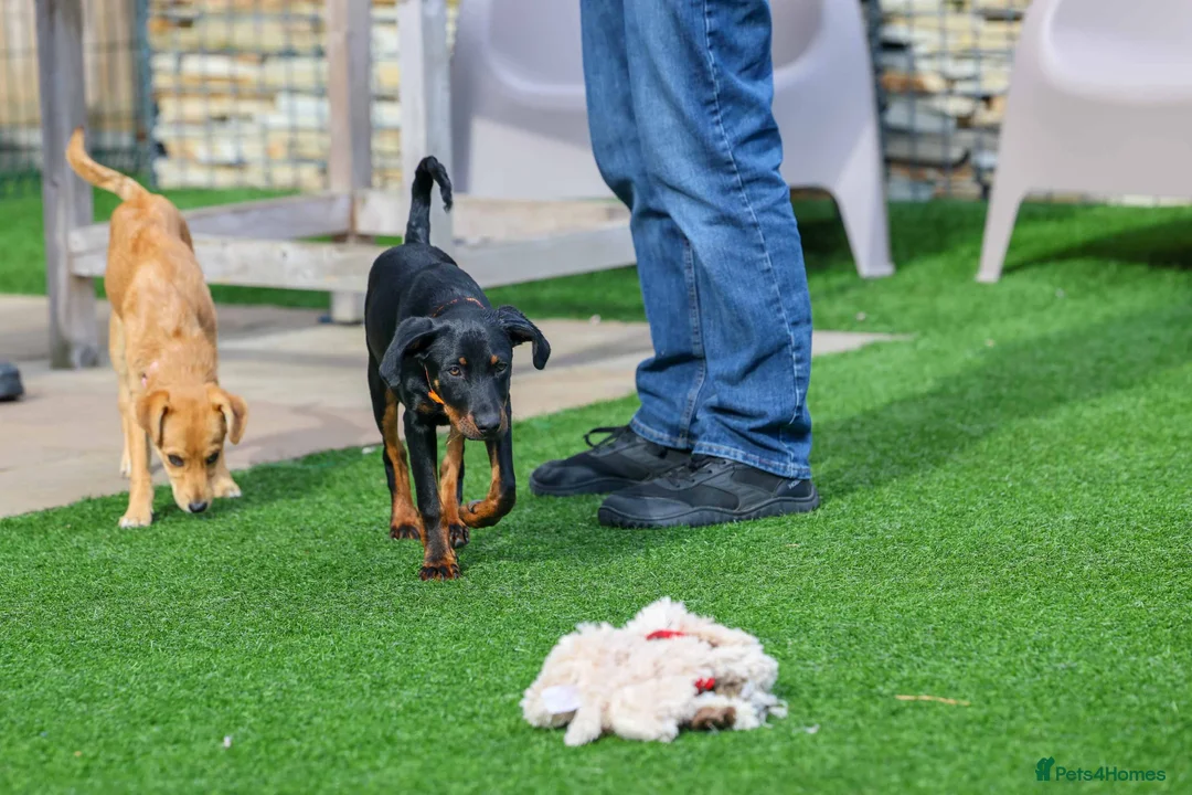 Mixed Breed dogs for adoption: Lovely Little Lotus - Advert 2