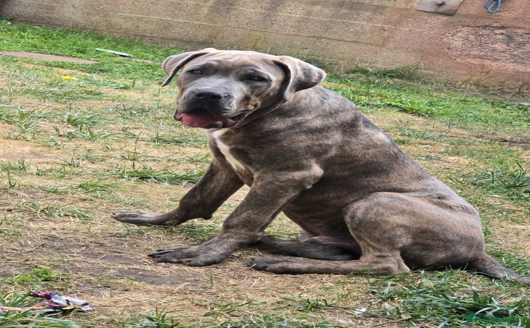 Cane Corso dogs - Advert 12