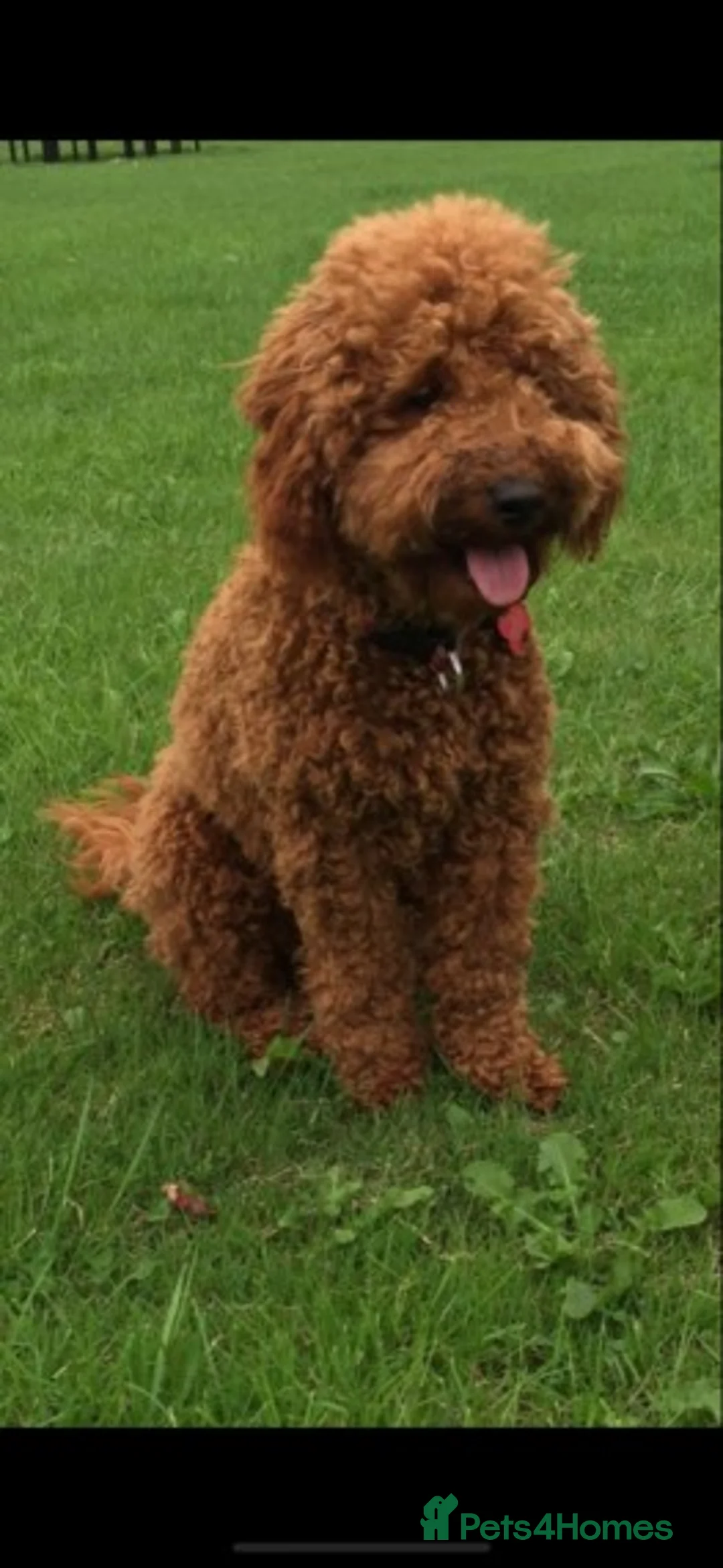 Miniature Poodle dogs for stud: Extensively Health Tested Deep Red Mini Poodle in Mansfield - Advert 2