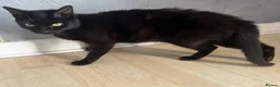 Munchkin cats for sale: Beautiful munchkin  - Advert 1