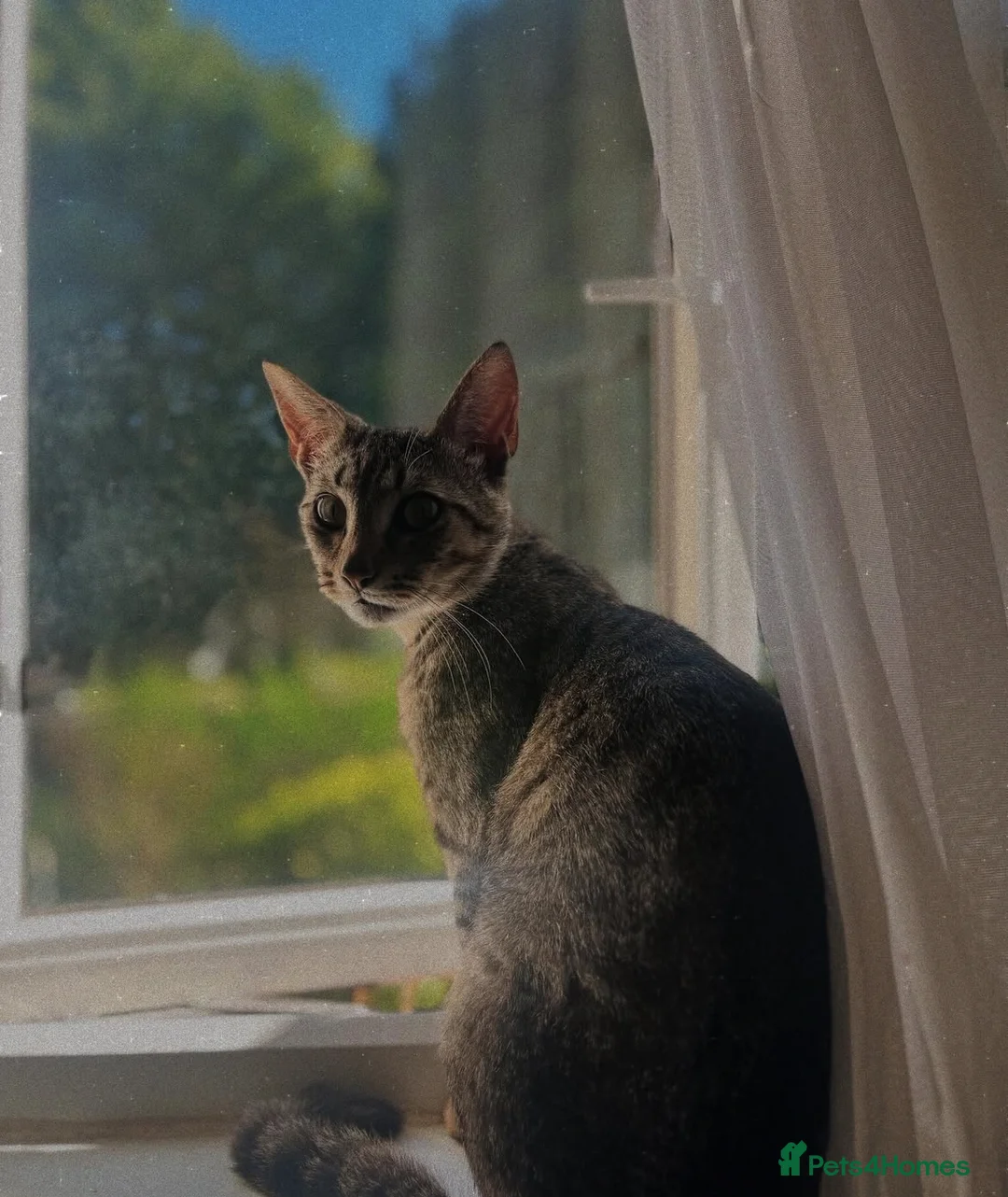 Mixed Breed cats for sale: Kittens  - Advert 4