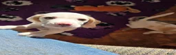 Beagle dogs for sale: Health Tested & Kennel Club Registered Beagle Pups - Advert 9