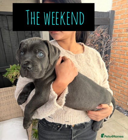 Mixed Breed dogs - Advert 2