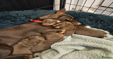 Miniature Dachshund dogs - Advert 8