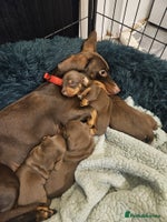 Miniature Dachshund dogs - Advert 2