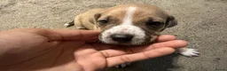 Mixed Breed dogs for sale: Mixed breed puppies in Rowley Regis - Advert 30