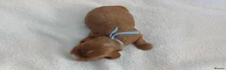 Cavapoo dogs for sale: F1 CAVAPOO PUPPIES  in Stevenage - Advert 24