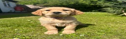 Mixed Breed dogs for sale:  ☘️ Golden Irish puppies available  ☘️ - Advert 5