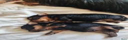 Yorkshire Terrier dogs for sale: 2 beautiful boys Yorkies dad kc registered  - Advert 9