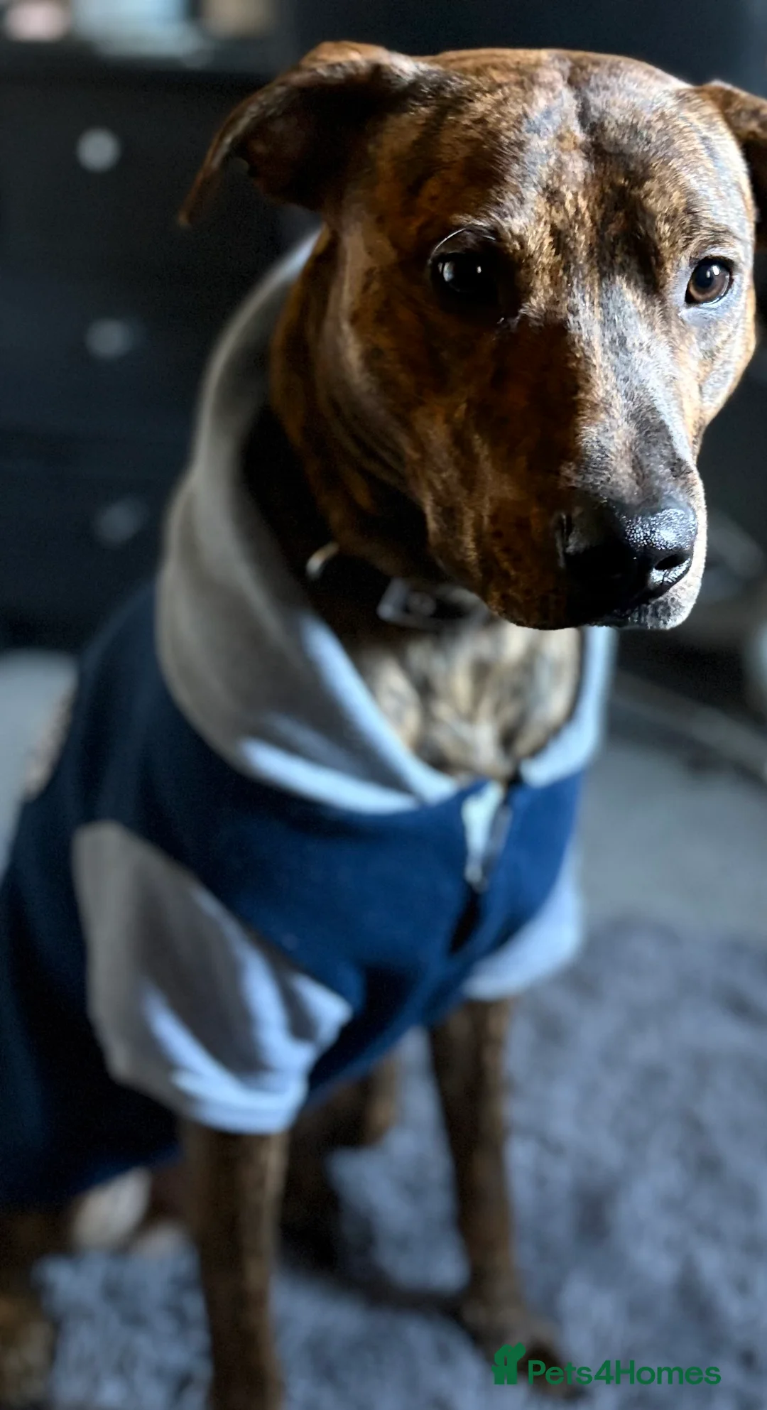 Mixed Breed dogs for sale: Looking for a loving home  - Advert 4