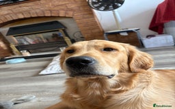 Mixed Breed dogs for sale: 5 Stunning Border Retrievers  - Image 1
