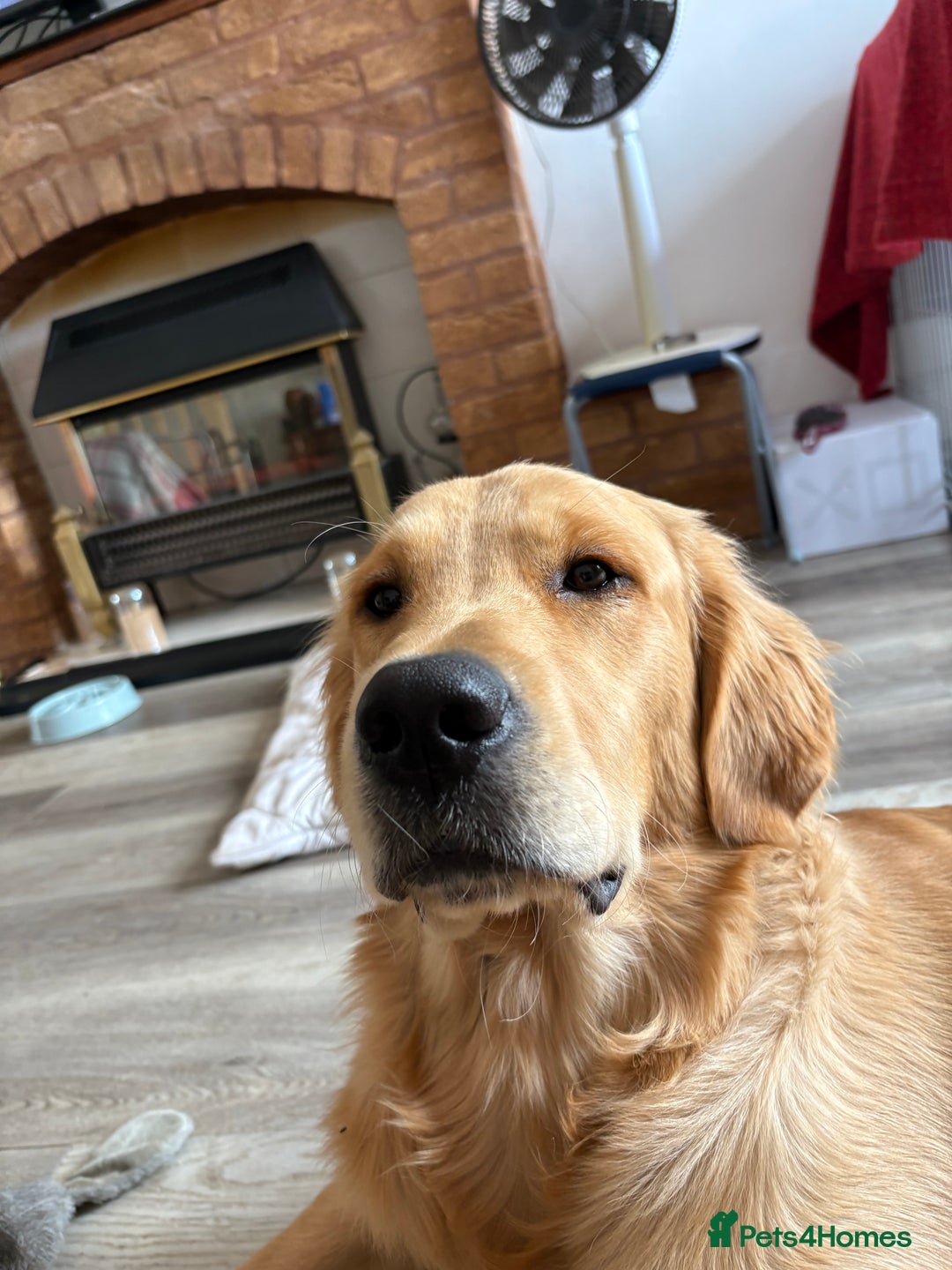 Mixed Breed dogs for sale: 5 Stunning Border Retrievers  - Image 1