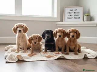 Cocker Spaniel dogs 6 Gorgeous Cocker Spaniel Puppies Left - Advert 6