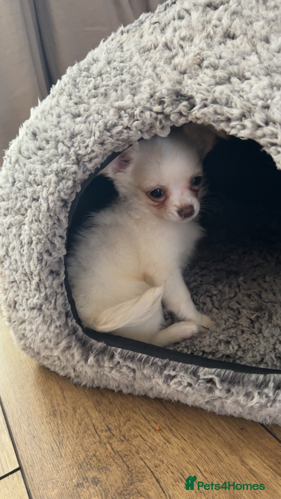 Chihuahua dogs Meet bingo  - Advert 1