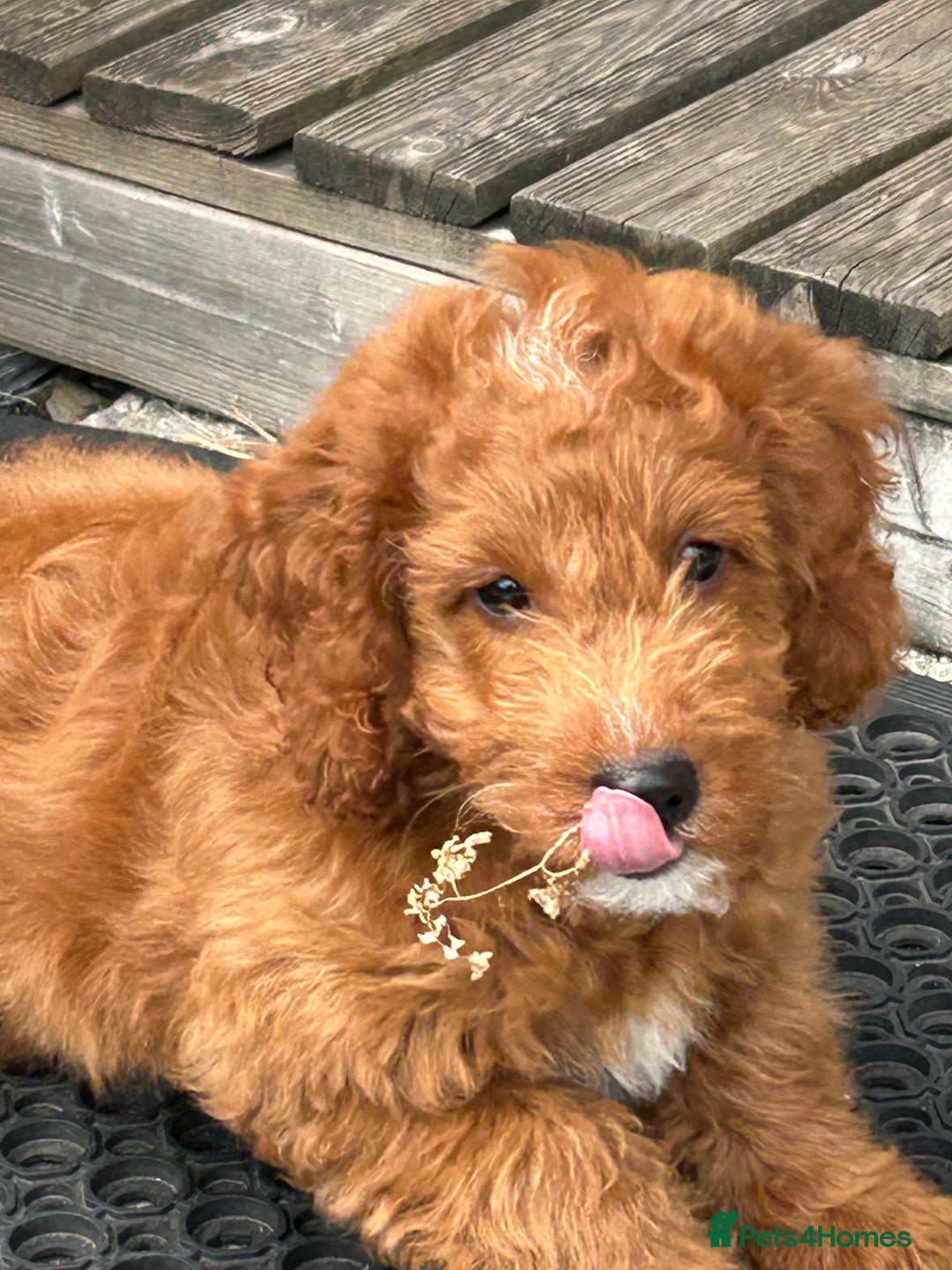 Cockapoo dogs for sale: Toy Cockapoo  - Image 4