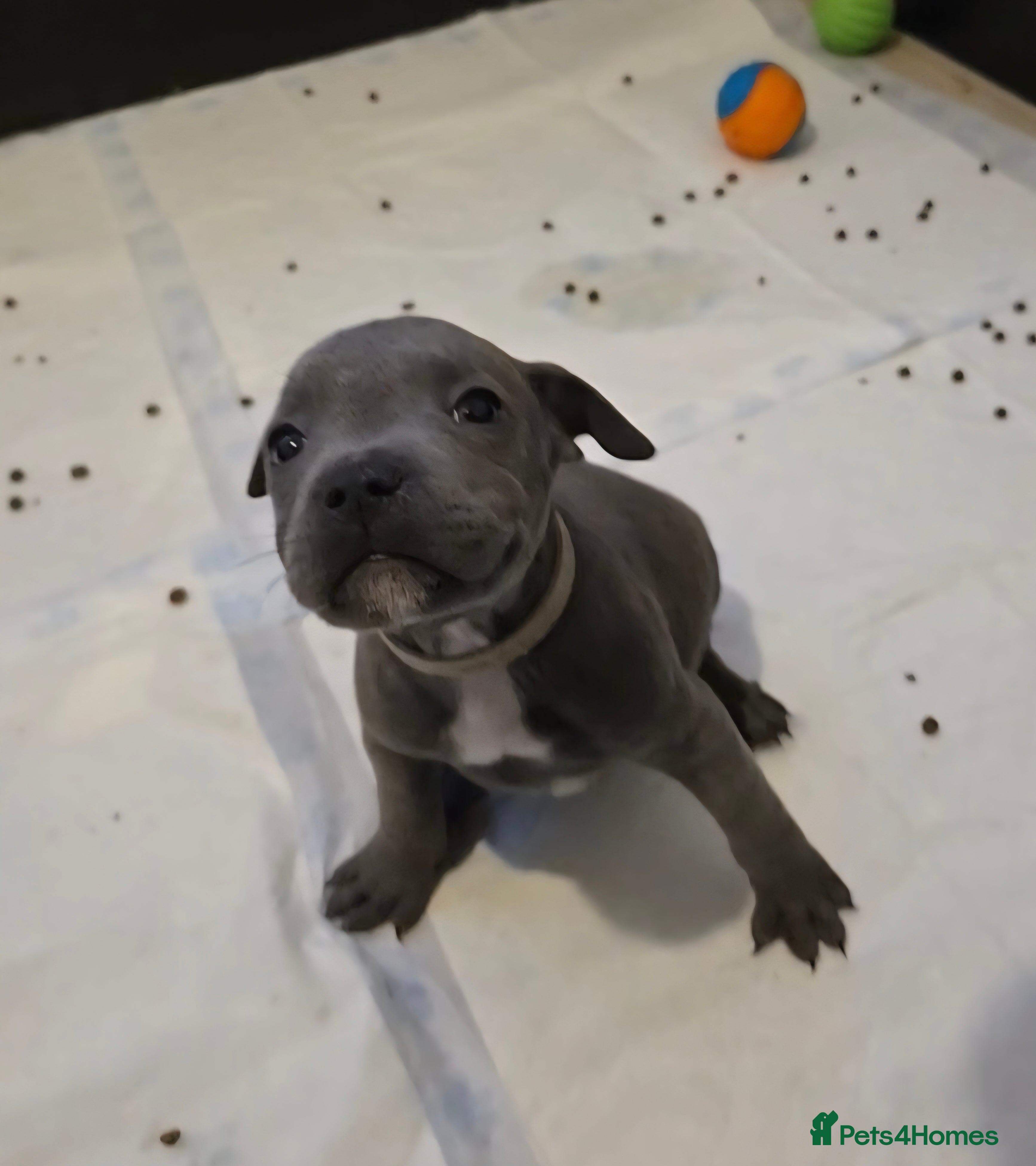 Staffordshire Bull Terrier dogs Blue Staffy Puppies 🐶 - Advert 9