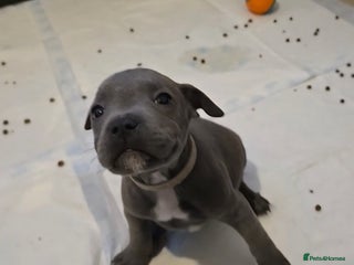 Staffordshire Bull Terrier dogs Blue Staffy Puppies 🐶 - Advert 9