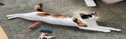 Domestic Shorthair cats for sale: 9 month old spayed female Calico cat - Advert 6