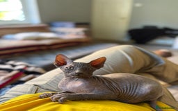 Sphynx cats for sale: Beautiful Sphynx Kittens Available  - Image 5