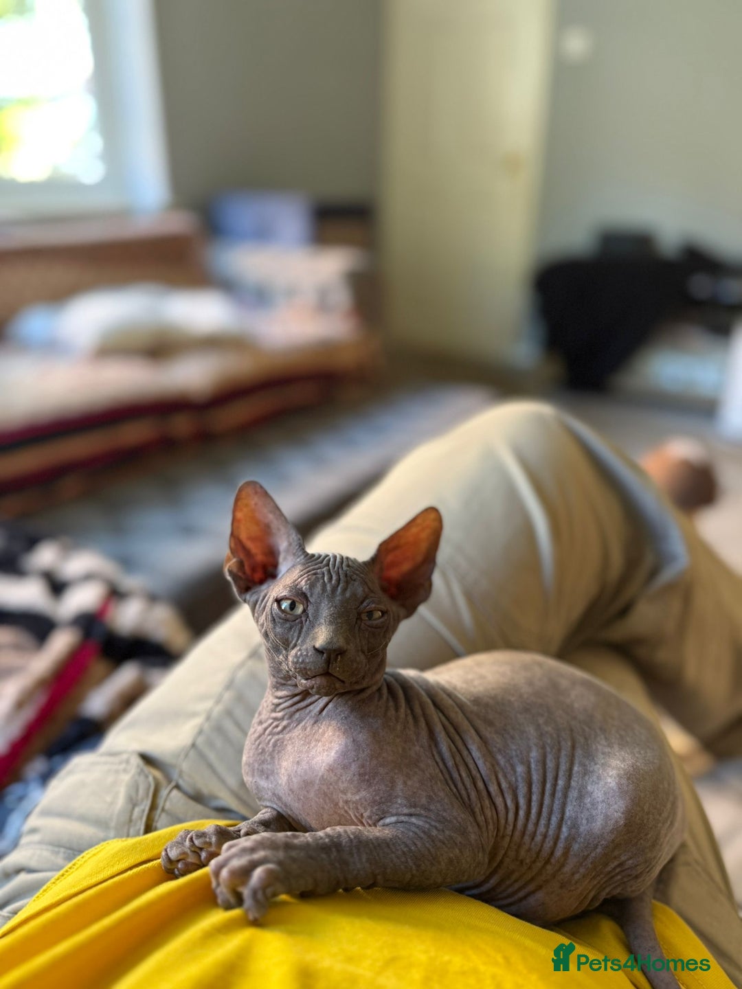 Sphynx cats for sale: Beautiful Sphynx Kittens Available  - Image 5